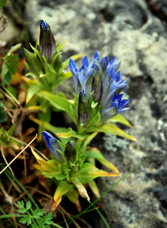 Изображение особи Gentiana septemfida.