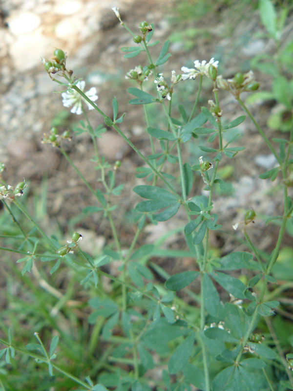 Image of Dorycnium herbaceum specimen.