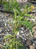 Sonchus nymanii