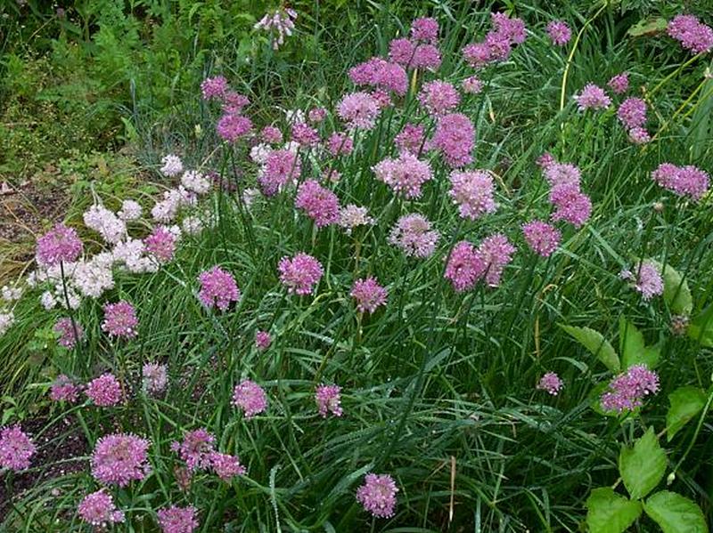 Image of Allium splendens specimen.