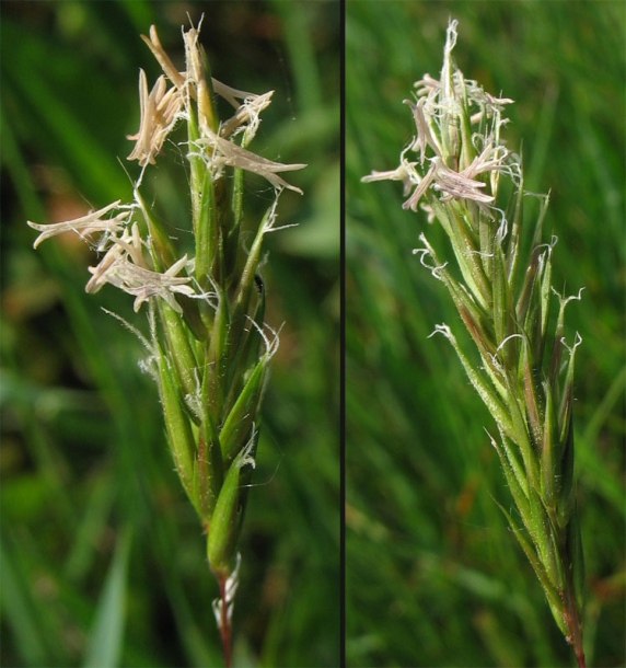 Image of Anthoxanthum odoratum specimen.