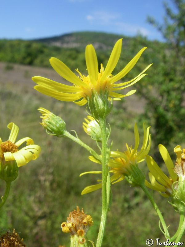 Image of Senecio grandidentatus specimen.