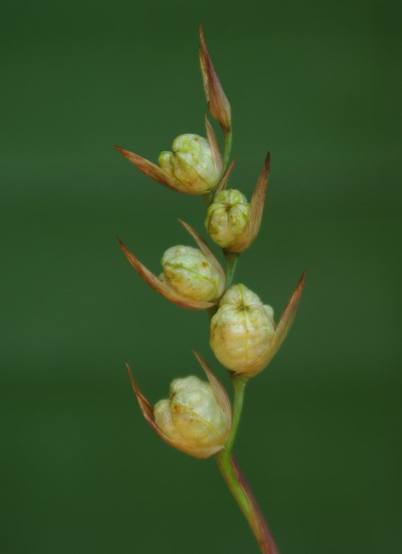 Изображение особи Gladiolus tenuis.