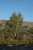 Betula jarmolenkoana