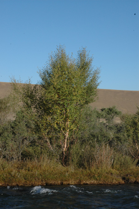 Image of Betula jarmolenkoana specimen.