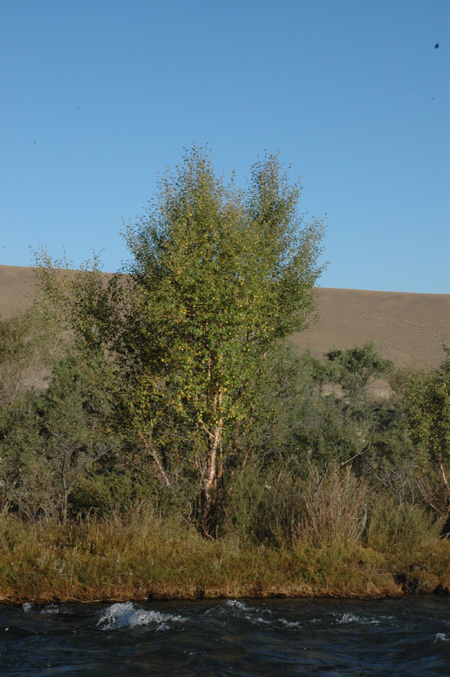 Изображение особи Betula jarmolenkoana.