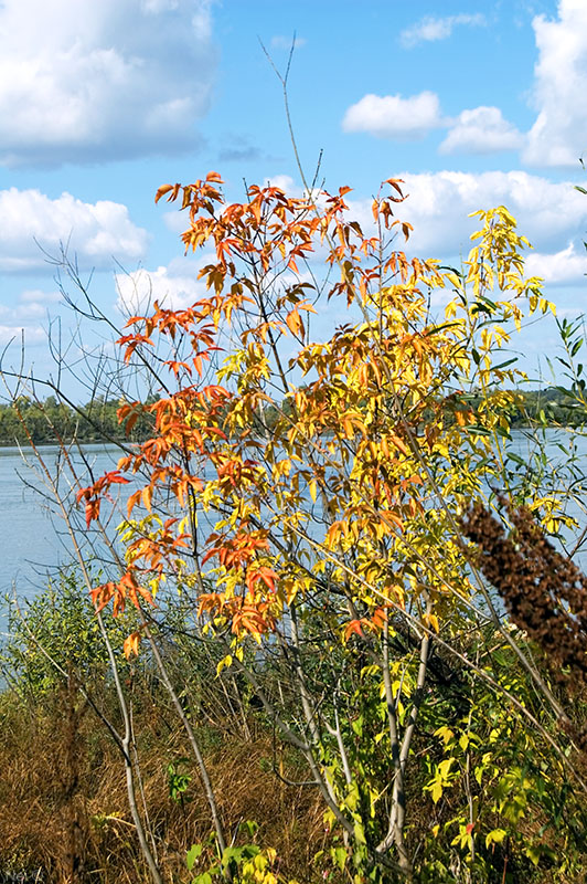 Image of Acer negundo specimen.