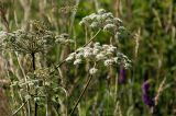 Angelica sylvestris