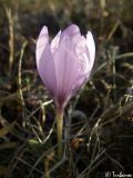 Crocus pallasii