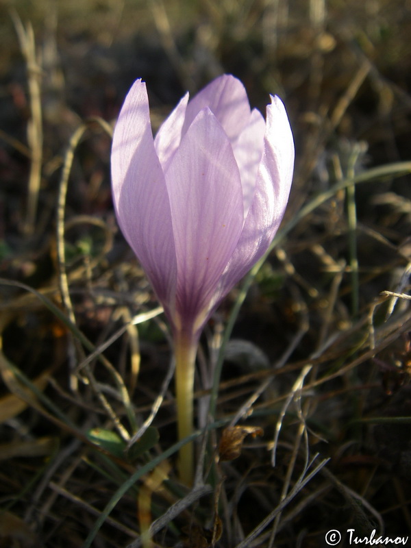 Изображение особи Crocus pallasii.