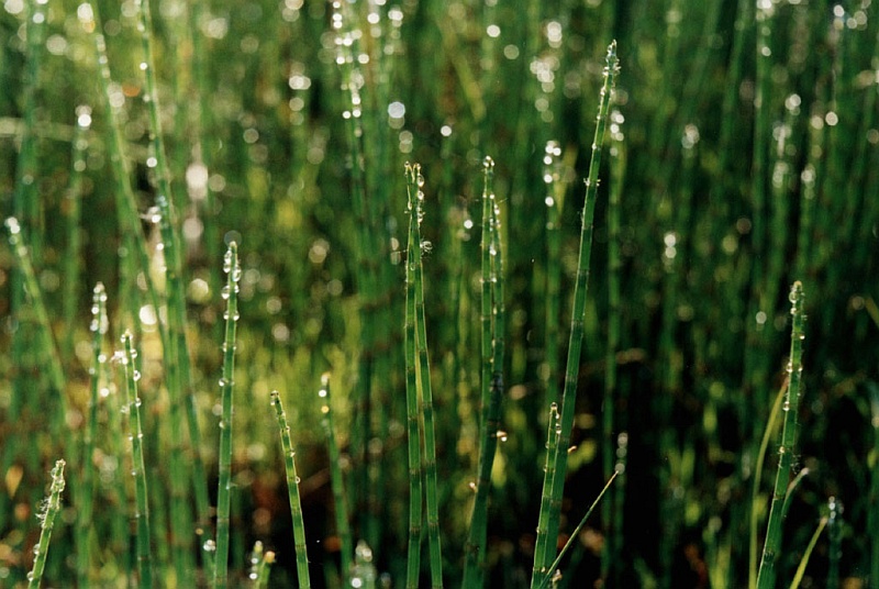 Изображение особи Equisetum fluviatile.