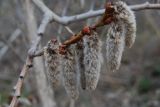 Populus tremula