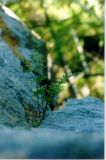 Cystopteris fragilis. Растение на каменном уступе. Республика Саха (Якутия), Олёкминский район, заповедник Олёкминский, р. Олёкма, близ устья р. Тас-Хайко. Июль 1998 г.