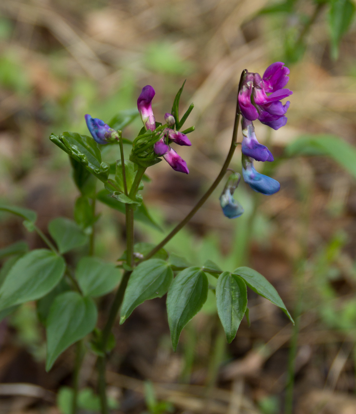 Изображение особи Lathyrus vernus.