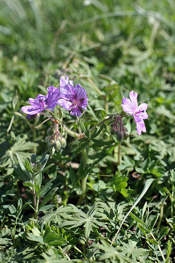 Image of Geranium transversale specimen.