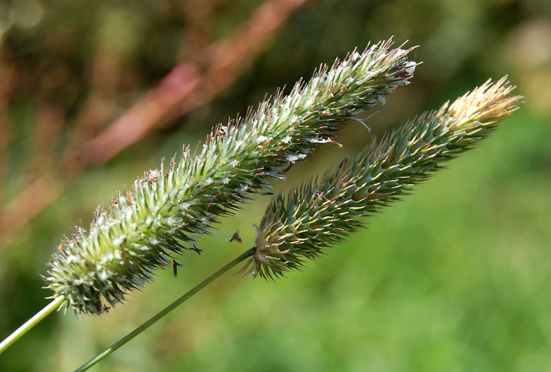 Image of Phleum pratense specimen.