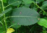 Salix triandra