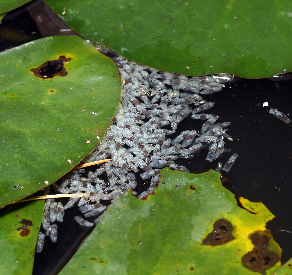 Изображение особи Nymphaea candida.