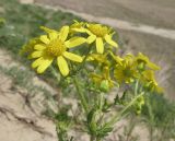 Senecio vernalis