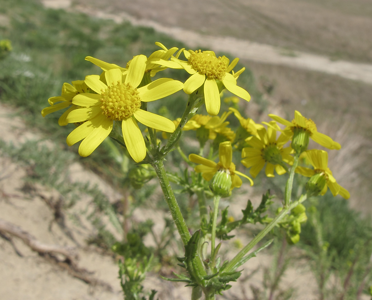 Изображение особи Senecio vernalis.