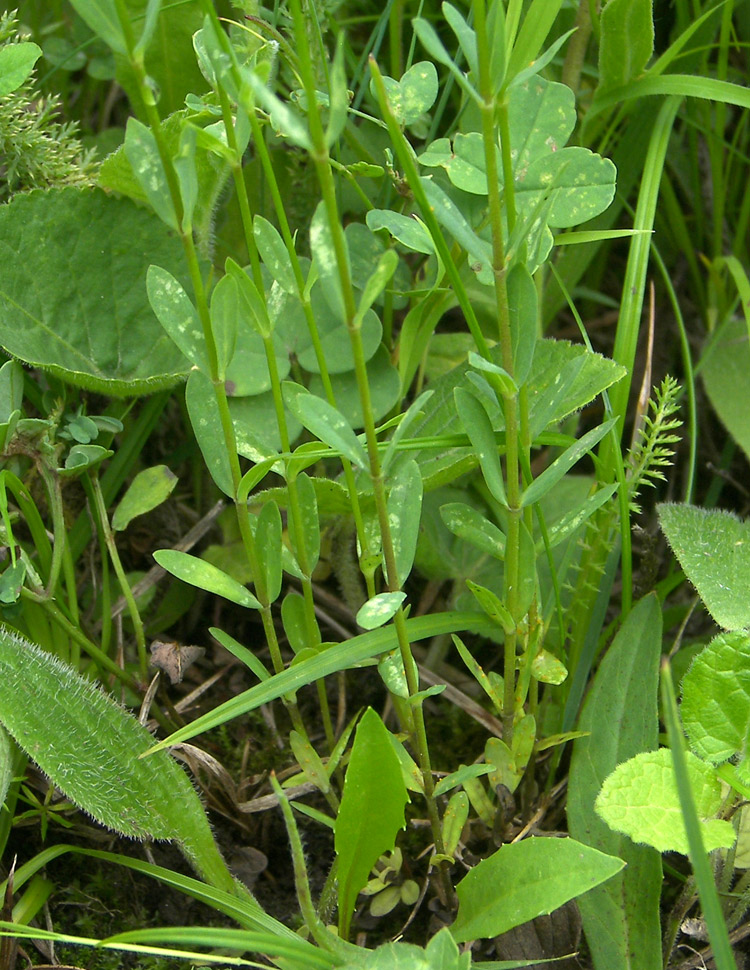 Image of Linum catharticum specimen.