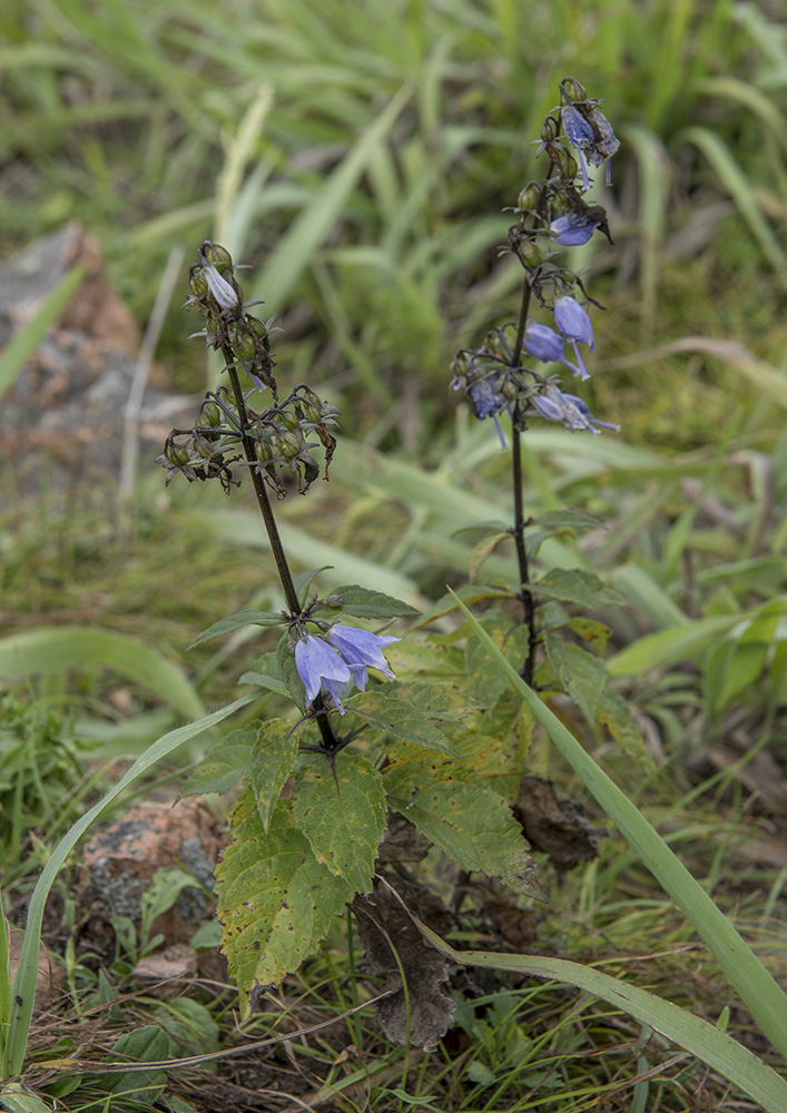 Изображение особи Adenophora verticillata.