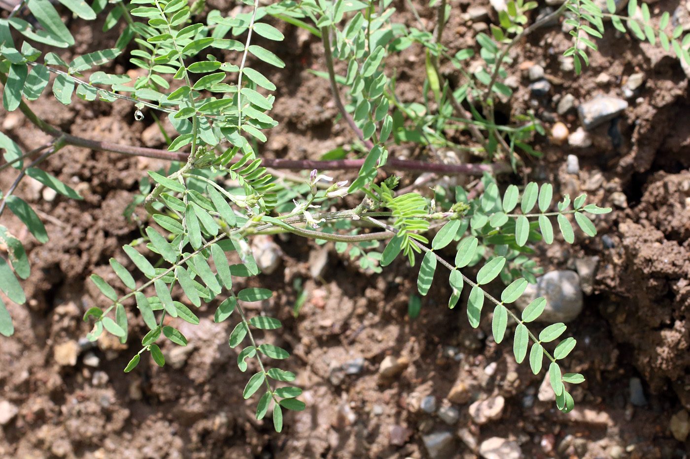 Image of Astragalus schmalhausenii specimen.