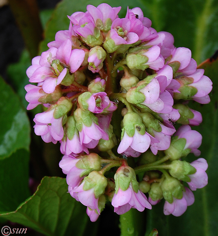 Image of Bergenia crassifolia specimen.