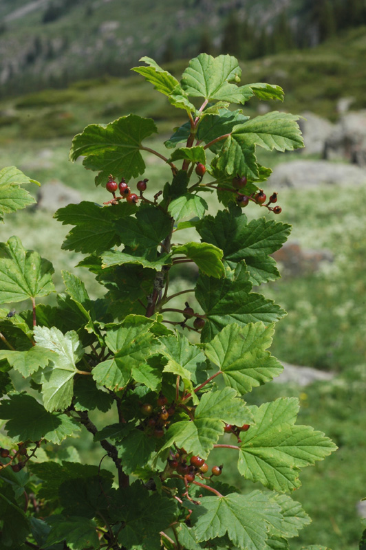 Изображение особи Ribes hispidulum.