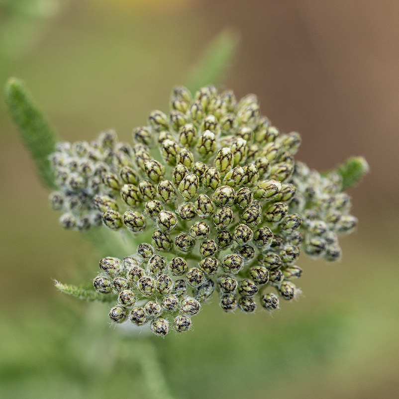 Image of Achillea neilreichii specimen.