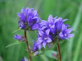 Campanula glomerata