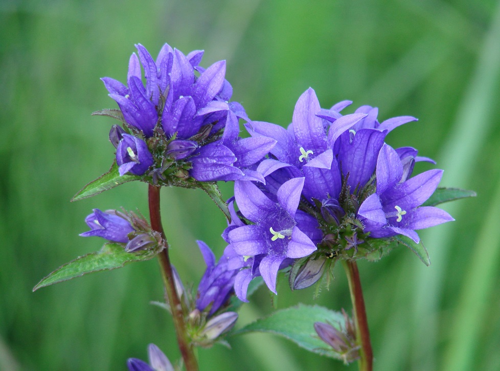 Изображение особи Campanula glomerata.