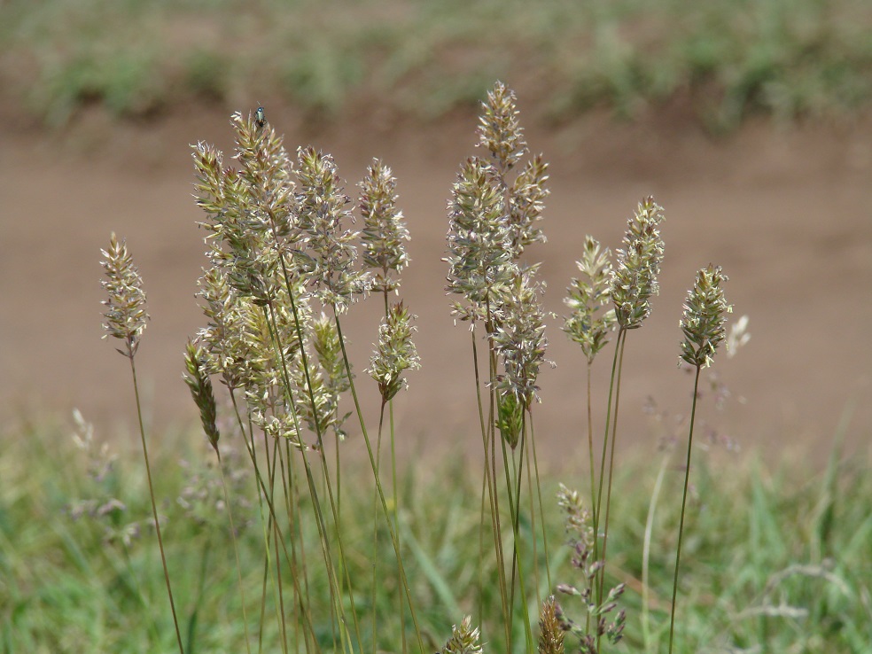 Image of genus Koeleria specimen.