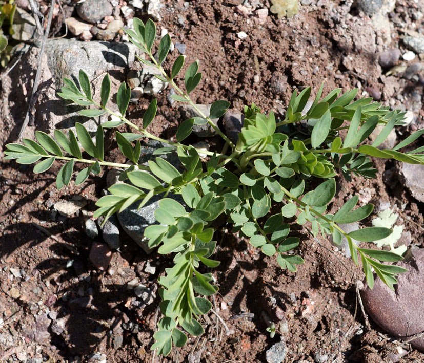 Image of Potentilla orientalis specimen.