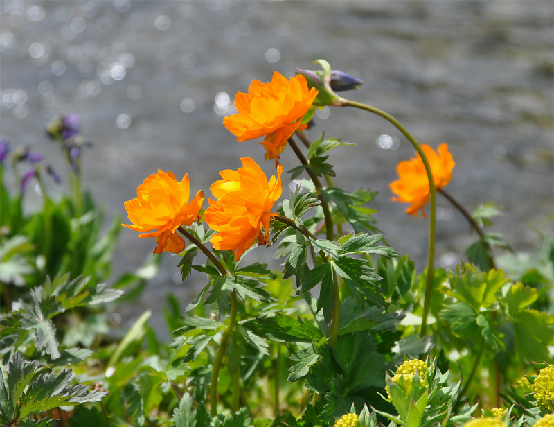 Изображение особи Trollius asiaticus.