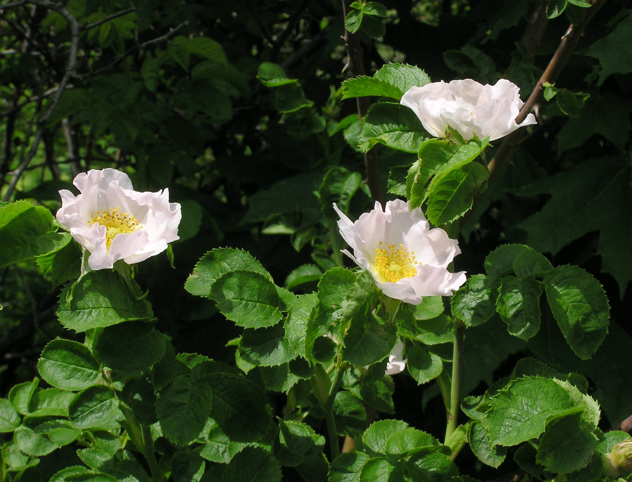 Image of genus Rosa specimen.