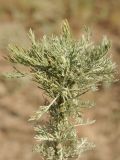Artemisia terrae-albae