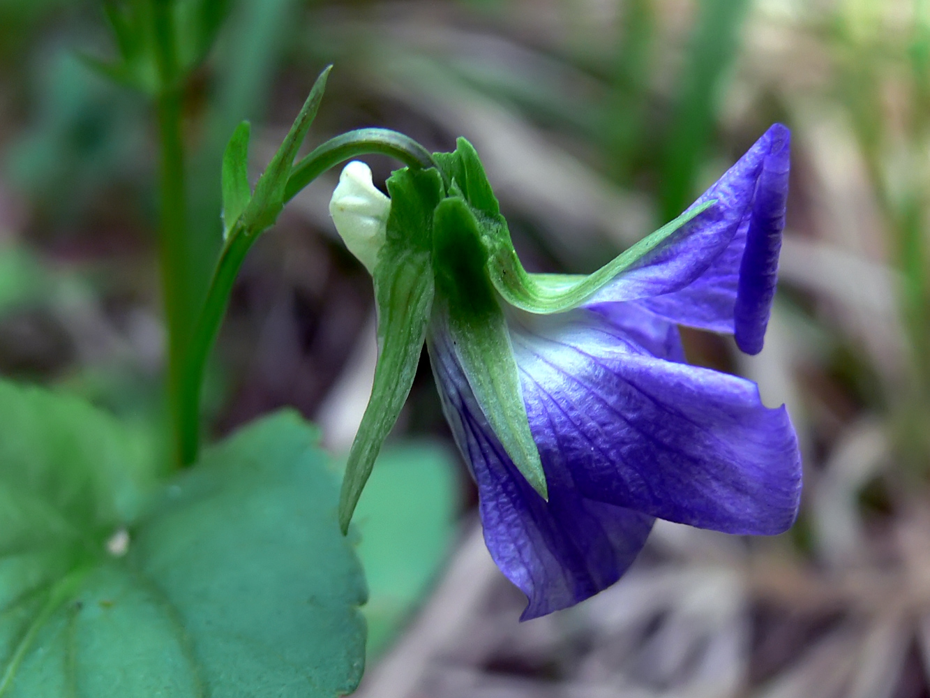 Изображение особи Viola ruppii.