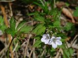 Geranium krylovii. Верхушка растения с цветками и бутонами. Иркутская обл., Иркутский р-н, окр. дер. Поливаниха, опушка леса. 01.06.2015.