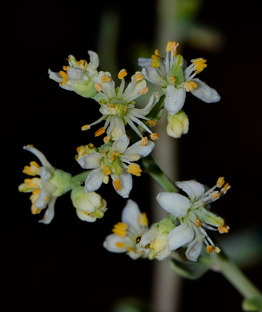 Image of Nitraria retusa specimen.