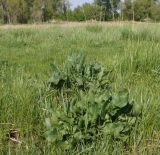 Rumex confertus