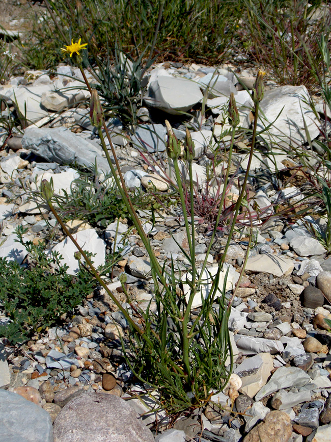 Image of Scorzonera laciniata specimen.