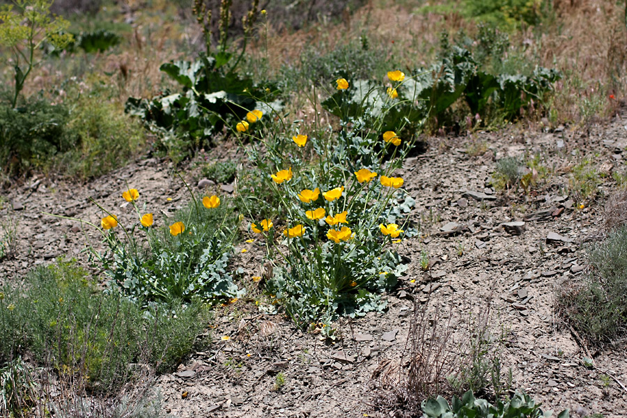 Image of Glaucium fimbrilligerum specimen.
