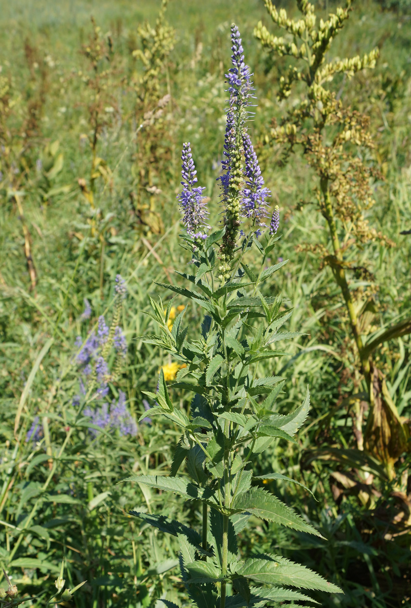 Image of Veronica longifolia specimen.