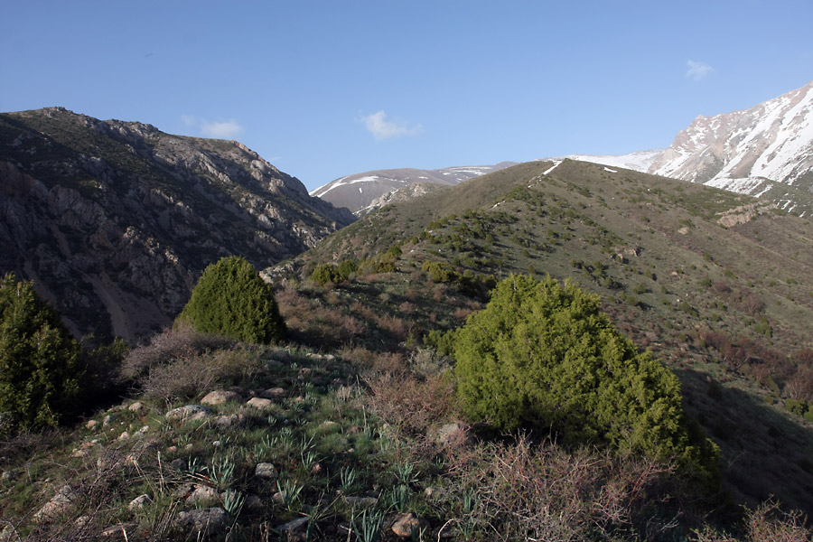 Image of Juniperus semiglobosa specimen.