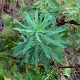 Euphorbia gmelinii