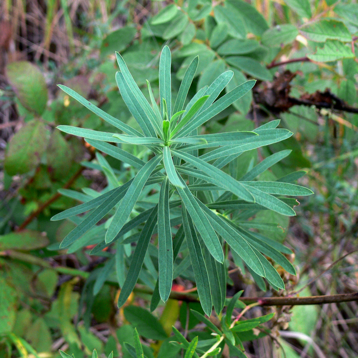 Изображение особи Euphorbia gmelinii.