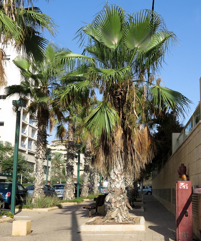 Image of Washingtonia robusta specimen.