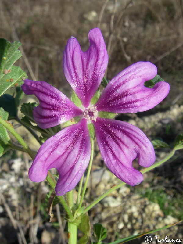 Image of Malva erecta specimen.