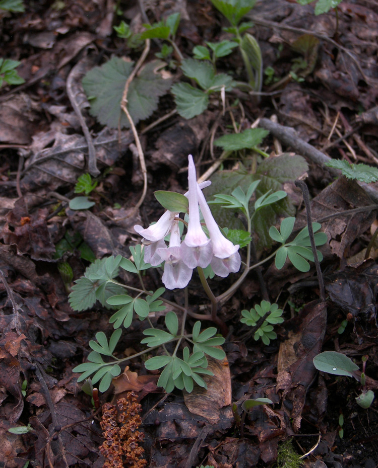 Изображение особи Corydalis teberdensis.